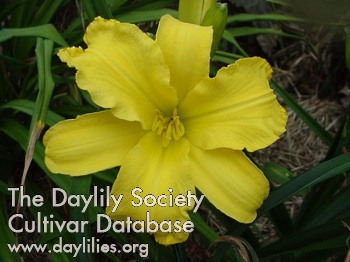 Daylily Golden Peace